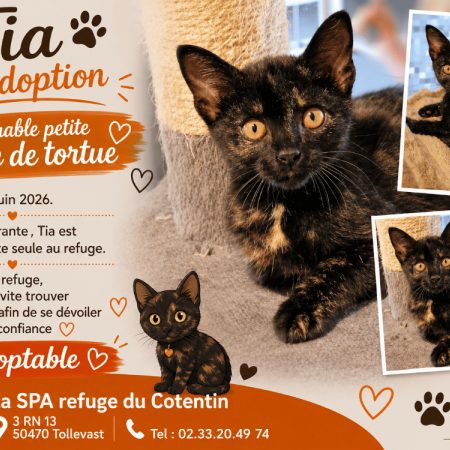 Tia - Chat Européen à adopter