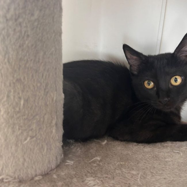 Barbouille - Chat Européen à adopter