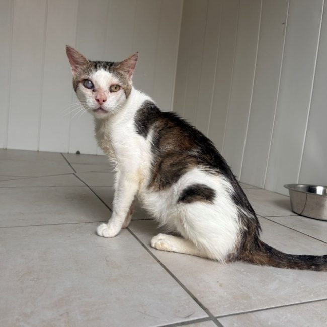 Lougate - Chat Européen à adopter