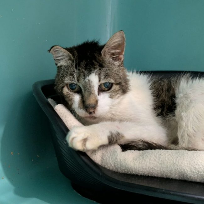 Beau gosse - Chat Européen à adopter