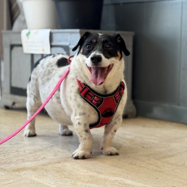 Ola - Chien à adopter