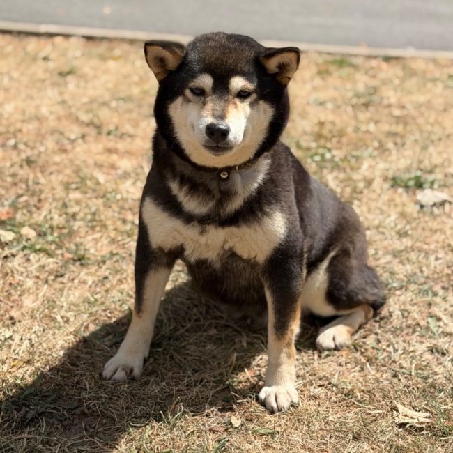 Josy - Chien à adopter