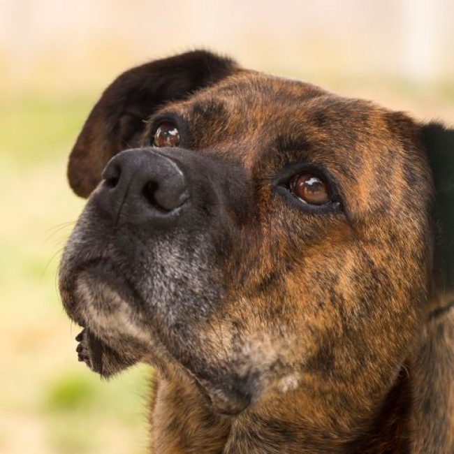Aiguillette - Chien Boxer à adopter