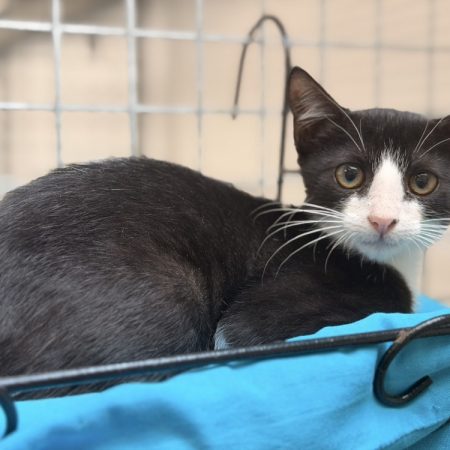 Sylvestre - Chat Européen à adopter