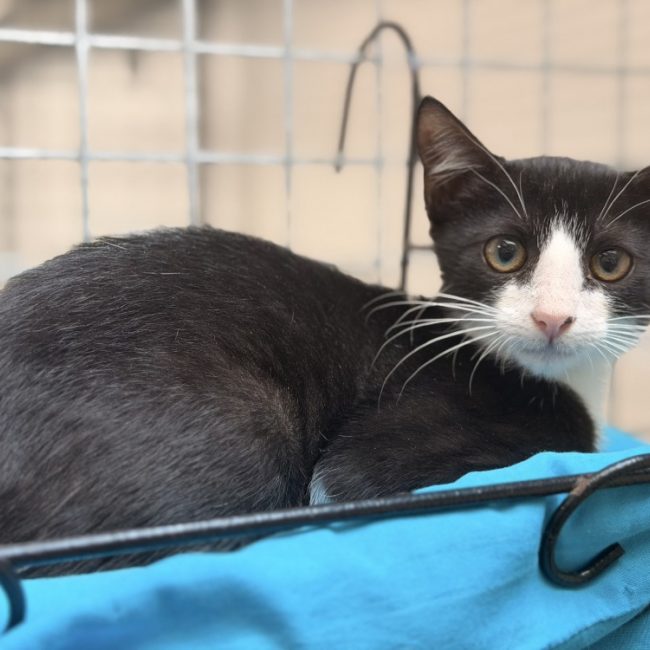 Sylvestre - Chat Européen à adopter