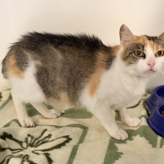 Whitney - Chat Européen à adopter