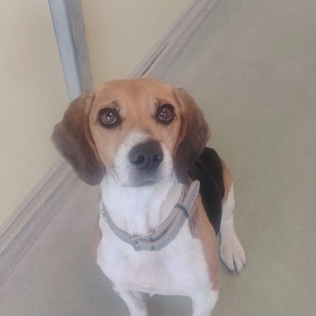 Ollie - Chien Beagle à adopter