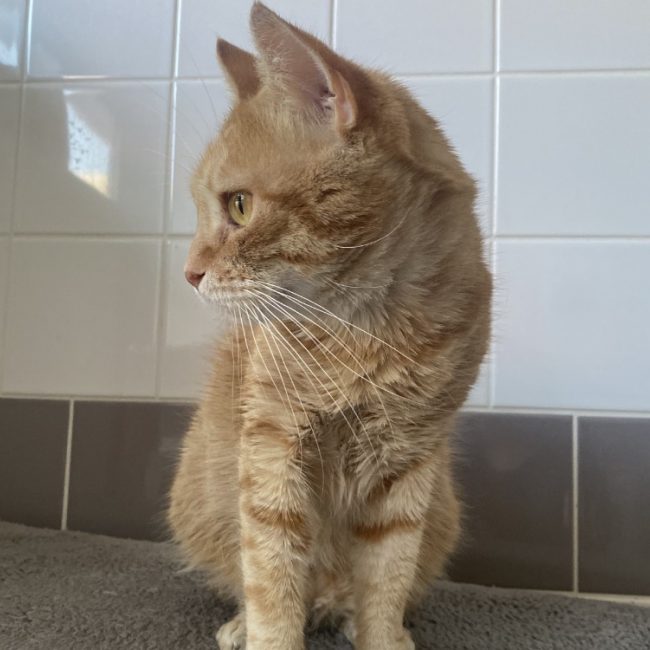 Toulki - Chat Européen à adopter
