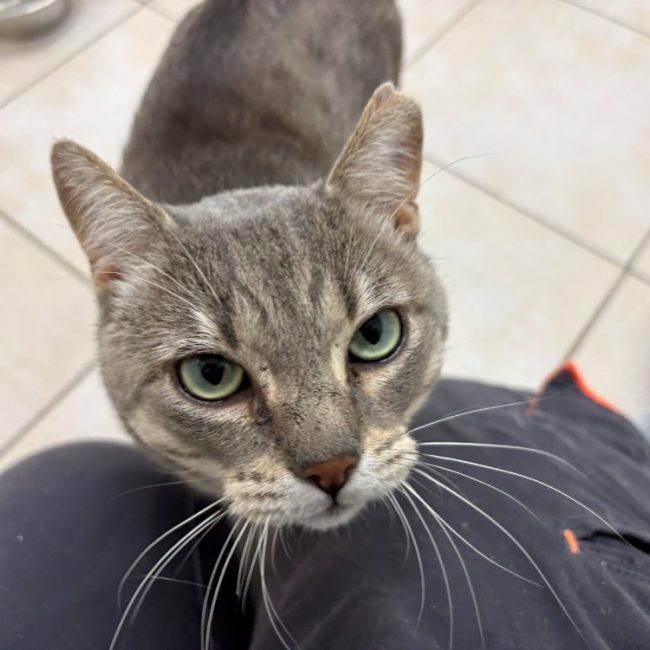 Nectar - Chat Européen à adopter