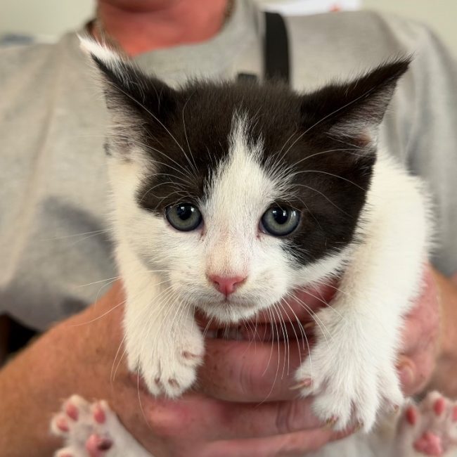 Loulou - Chat Européen à adopter