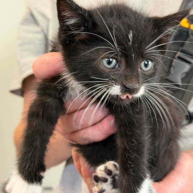 Fifi - Chat Européen à adopter