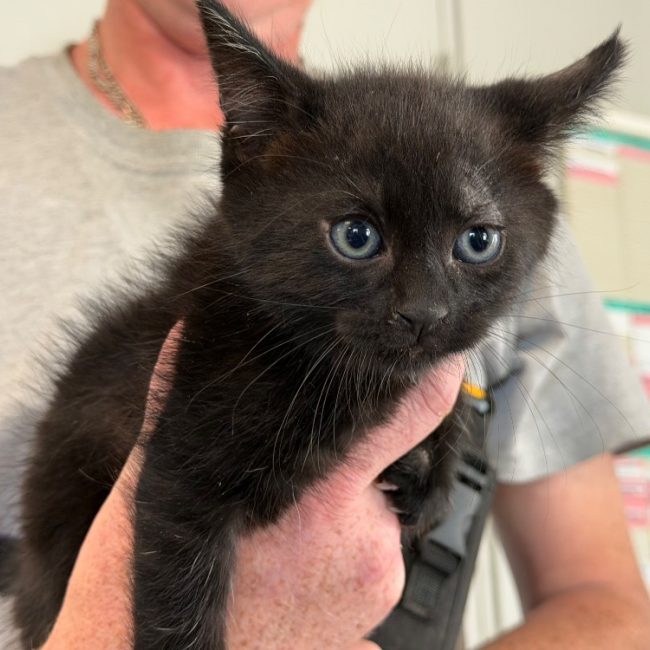 Riri - Chat Européen à adopter