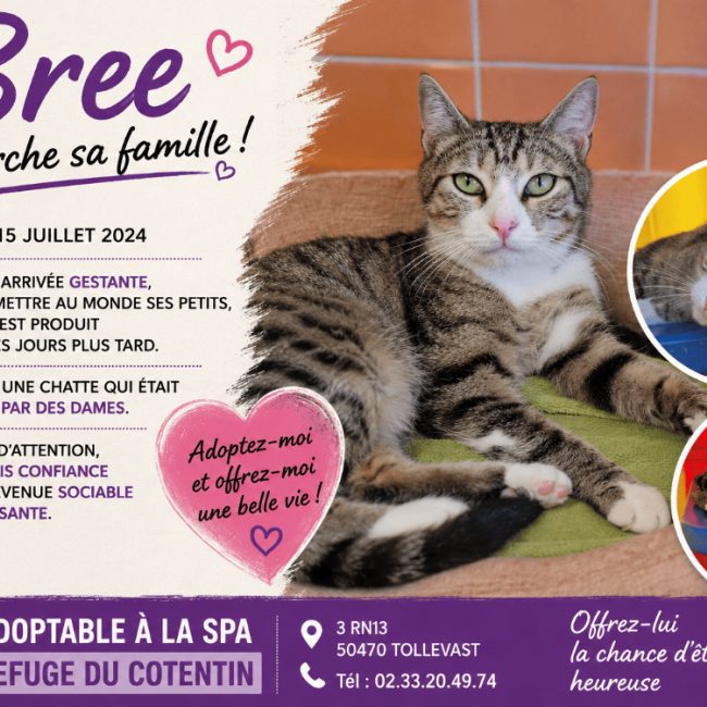 Bree - Chat Européen à adopter