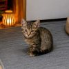 Bambi chez fam mohr