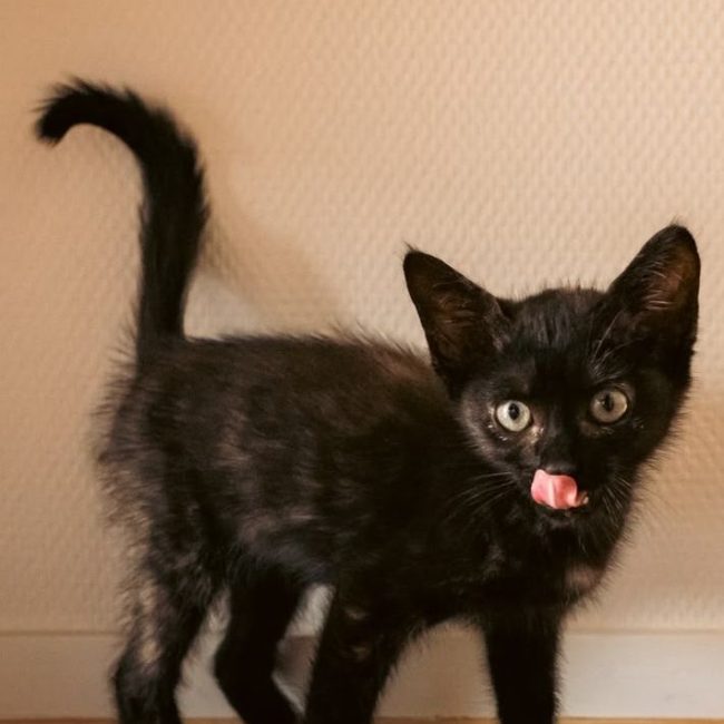 Henriette - Chat à adopter