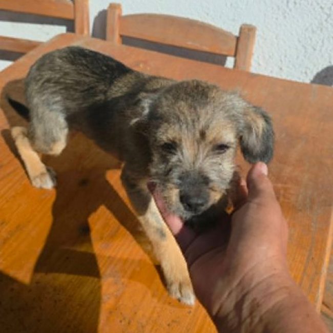 MICU - Chien à adopter