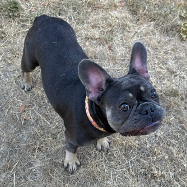 Irina - Chien Bouledogue Français à adopter