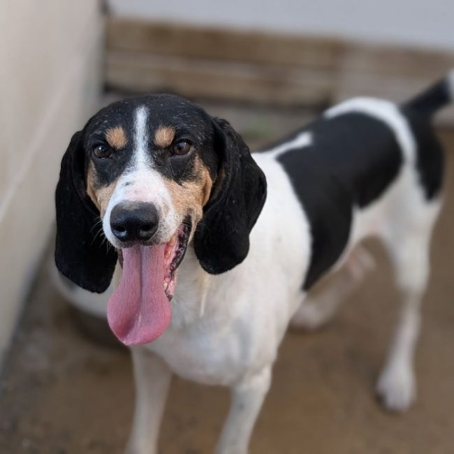 Rouky - Chien Beagle à adopter