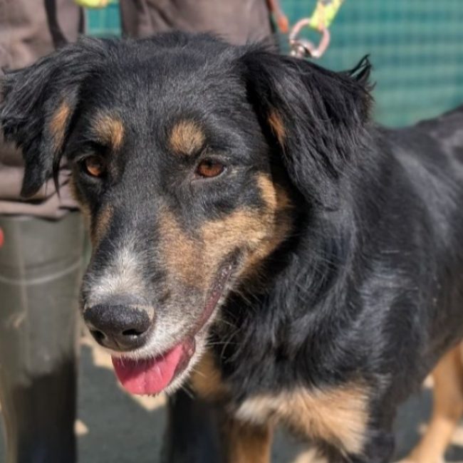 Tamy - Chien Bouledogue Américain à adopter