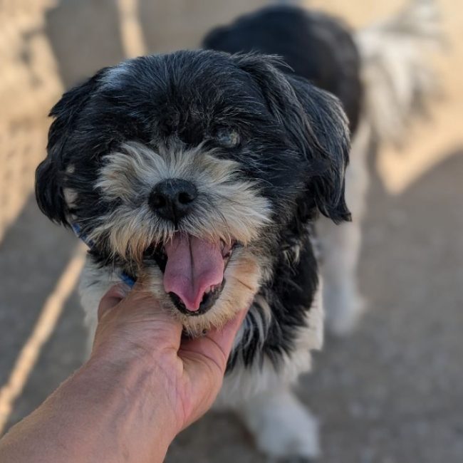 Maya - Chien Shih Tzu à adopter