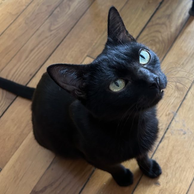 Saphir - Chat Européen à adopter