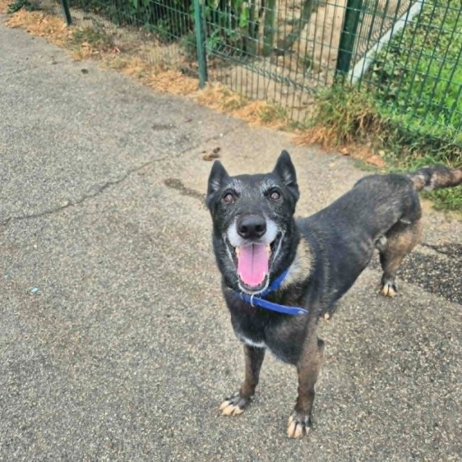 Bono - Chien Berger Belge Malinois à adopter