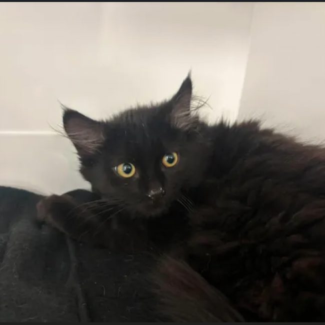 Kal - Chat Européen à adopter