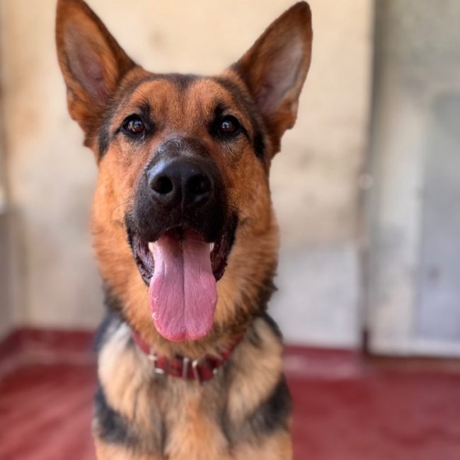Yooko - Chien Berger Allemand à adopter