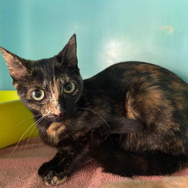 Doucette - Chat Européen à adopter