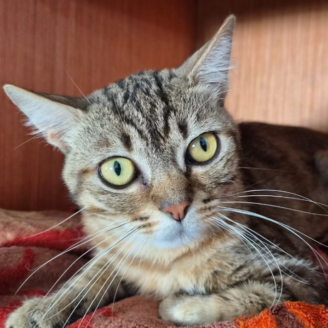Miko - Chat Européen à adopter