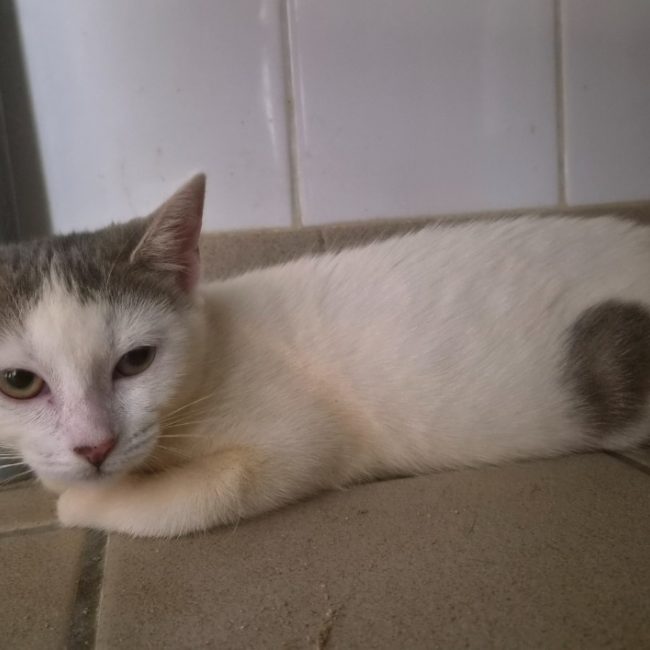 Petunia - Chat Européen à adopter