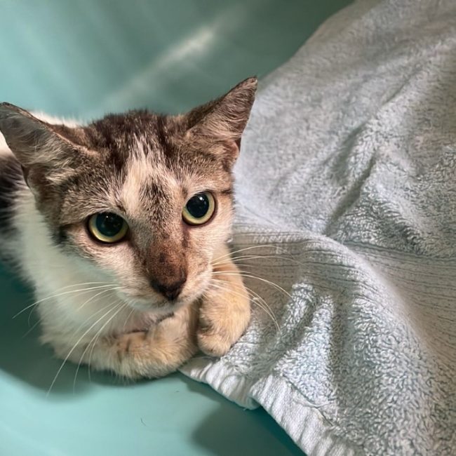 Bathilda - Chat Européen à adopter
