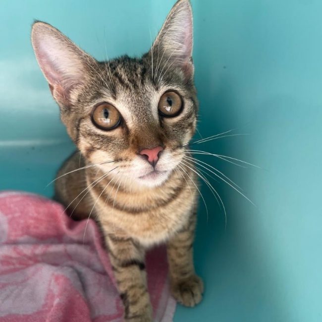 Fantasia - Chat Européen à adopter