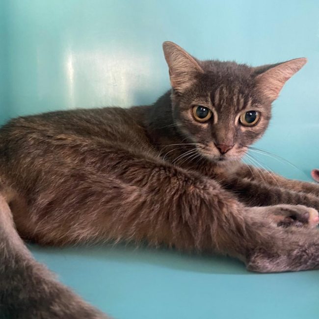 Bella - Chat Européen à adopter