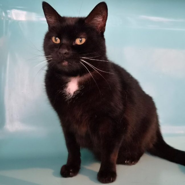 Myrtille - Chat Européen à adopter