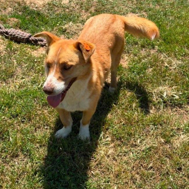 lulu - Chien Welsh Corgi Cardigan à adopter