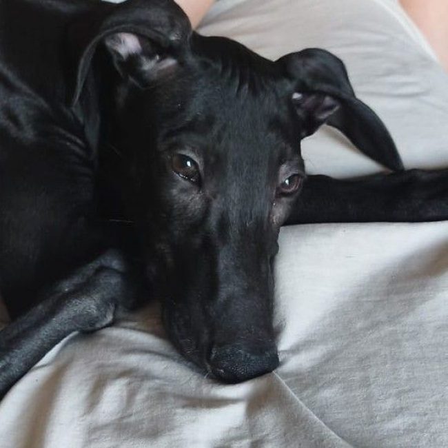 FERRAN - Chien Galgo à adopter