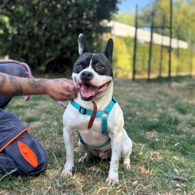 Tobby - Chien à adopter