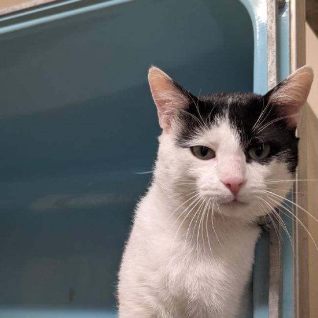 Diego - Chat Européen à adopter