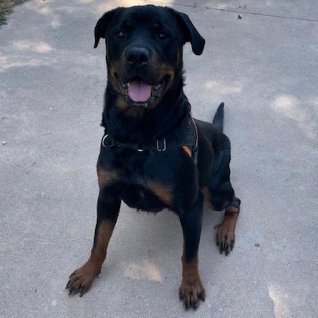 Naya - Chien Rottweiler à adopter