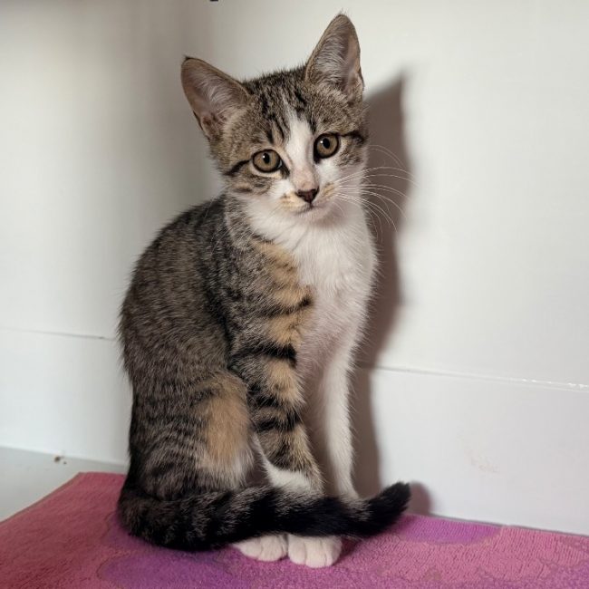 Texel - Chat Européen à adopter