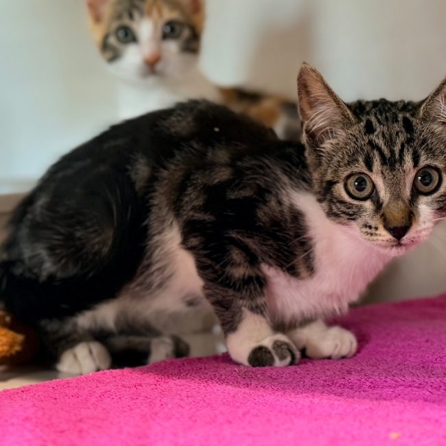 Crunch - Chat Européen à adopter
