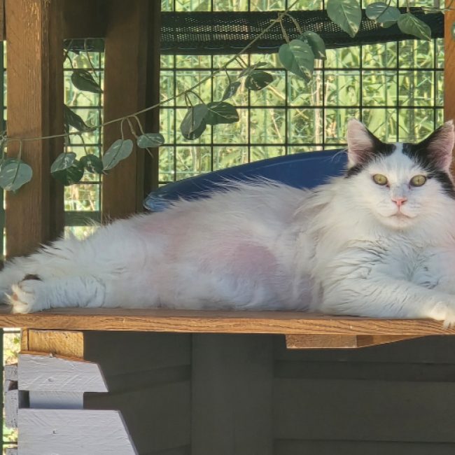Boxeur - Chat Européen à adopter