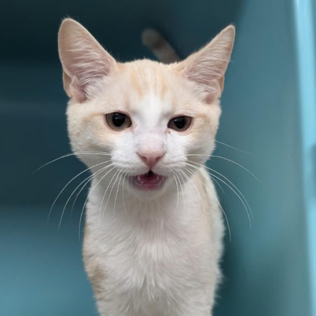 Biscuit - Chat Européen à adopter