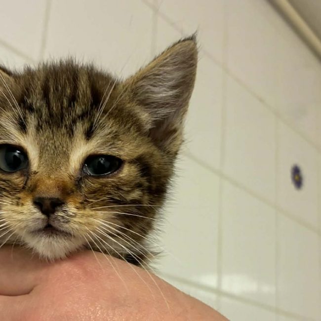 Railey - Chat Européen à adopter