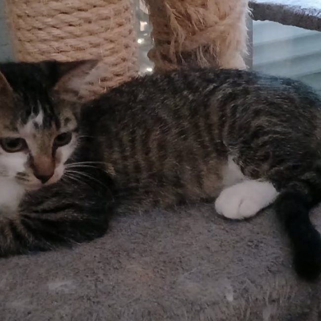 Brume - Chat Européen à adopter