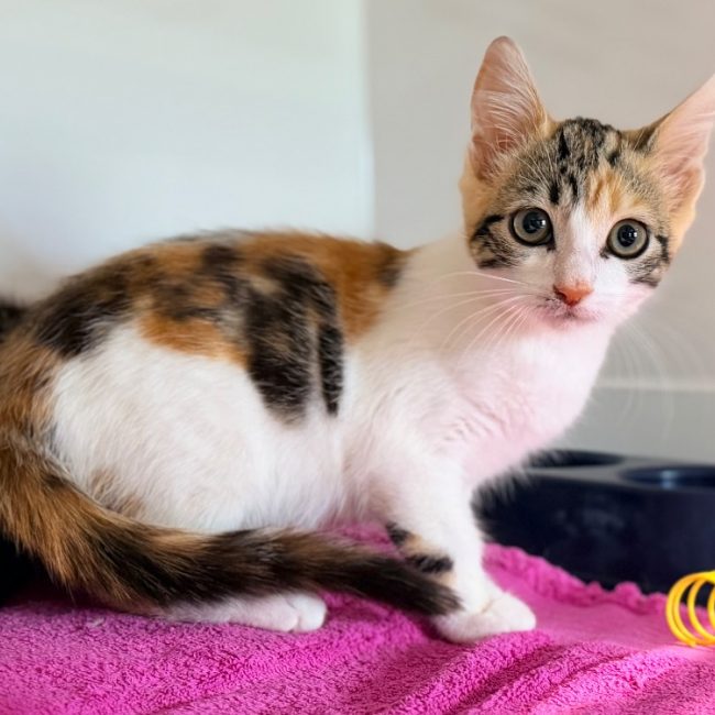 Smacks - Chat Européen à adopter