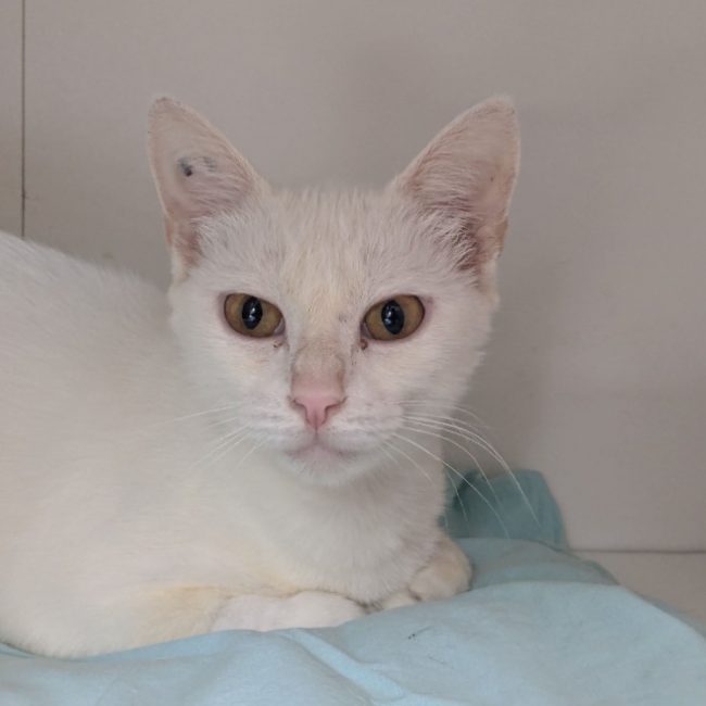 Blanche - Chat Européen à adopter