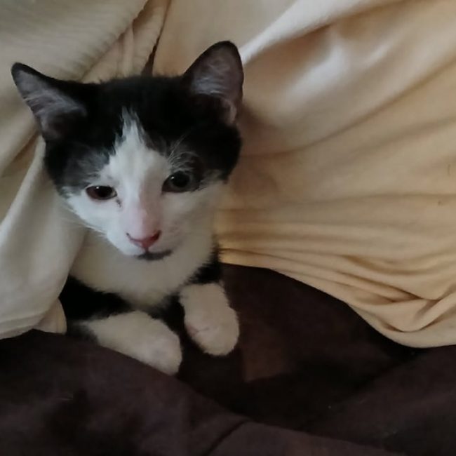 Boreas - Chat Européen à adopter
