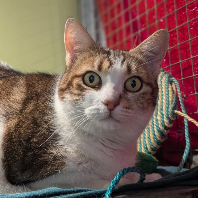 Speedy - Chat Européen à adopter